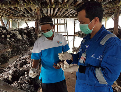Jamur Merang: Ciptakan Pendapatan Baru